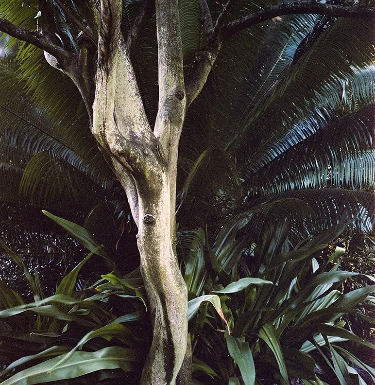 After Les Demoiselles d'Avignon — a photograph by Willard Traub.