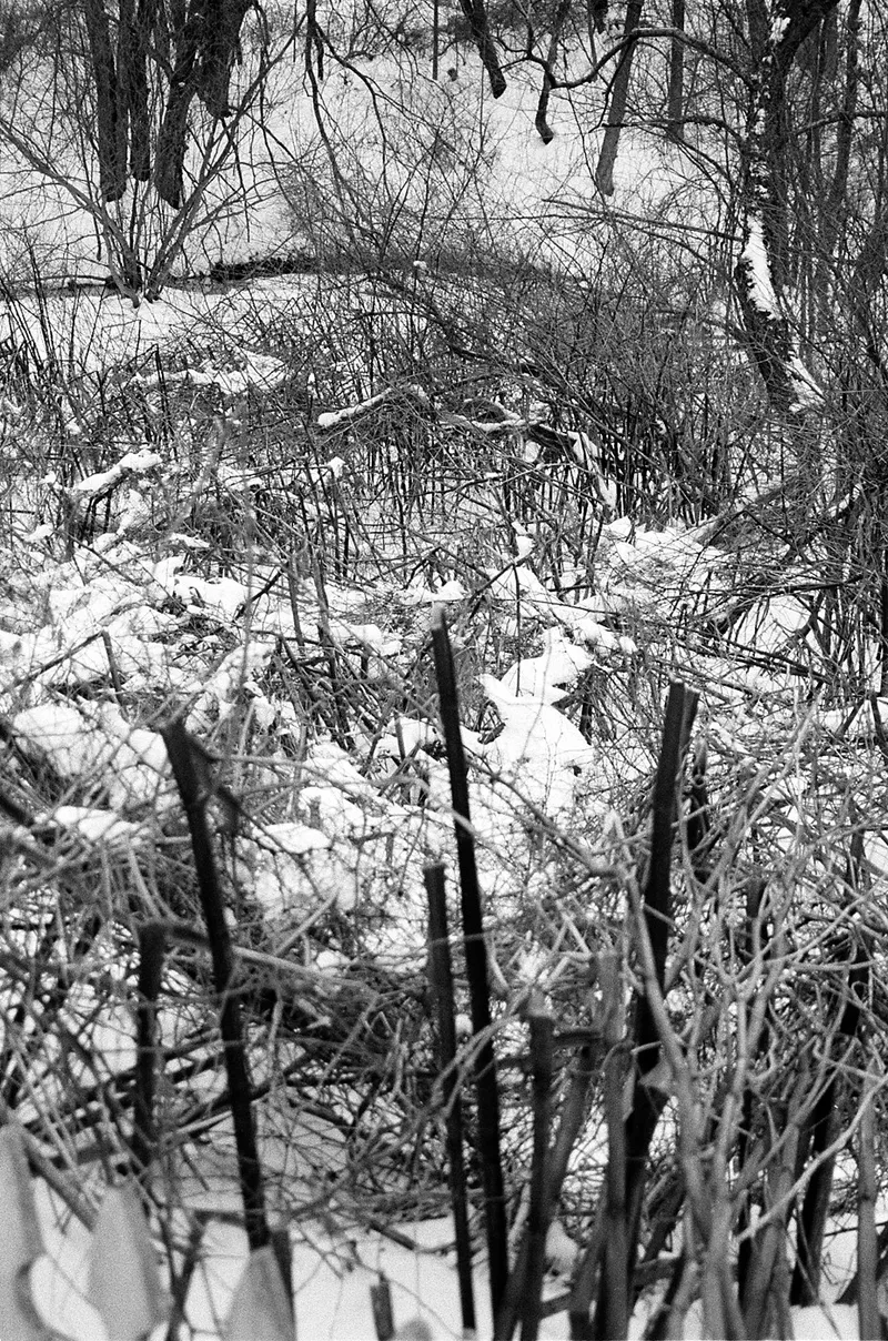 Andrew's Backyard — a photograph by Willard Traub.