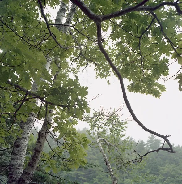 Birch and Oak — a photograph by Willard Traub.