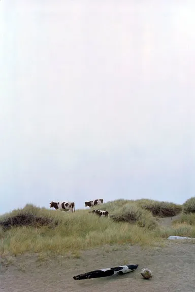 Cows and Wood — a photograph by Willard Traub.