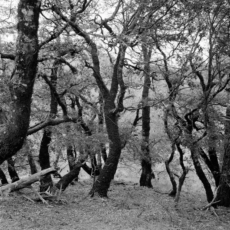 Dancing Trees — a photograph by Willard Traub.