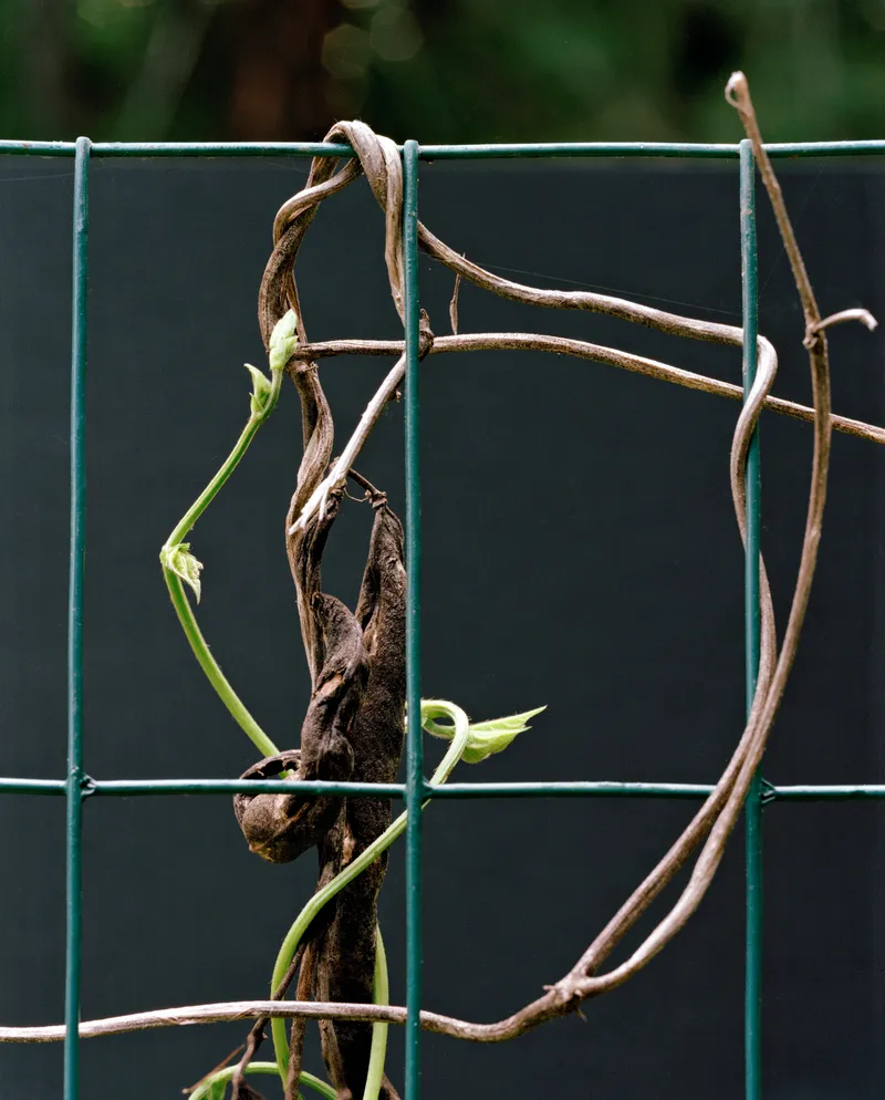 Garden #17B — a photograph by Willard Traub.