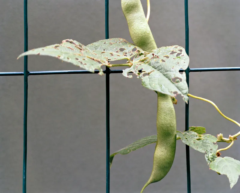 Garden #20B — a photograph by Willard Traub.