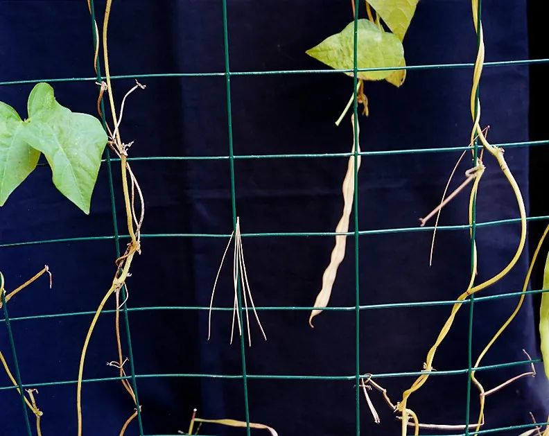 Garden 2000 #3 — a photograph by Willard Traub.