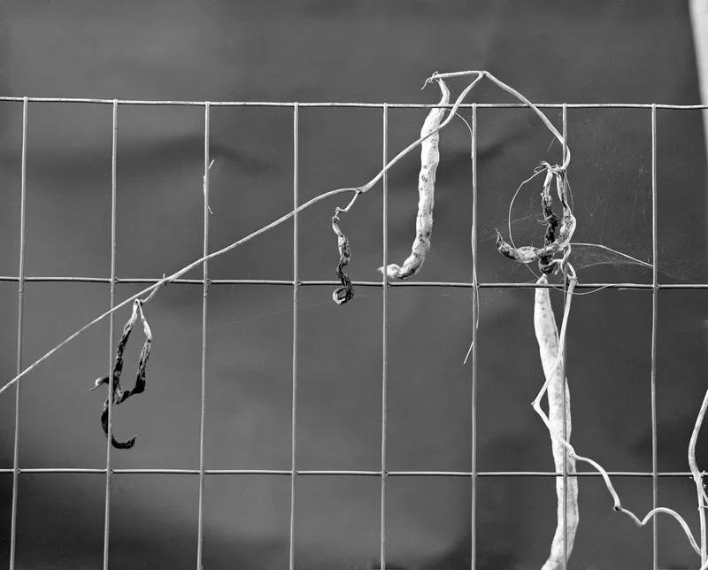 Garden #6A — a photograph by Willard Traub.