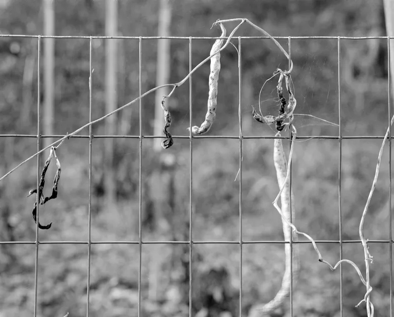 Garden #6B — a photograph by Willard Traub.