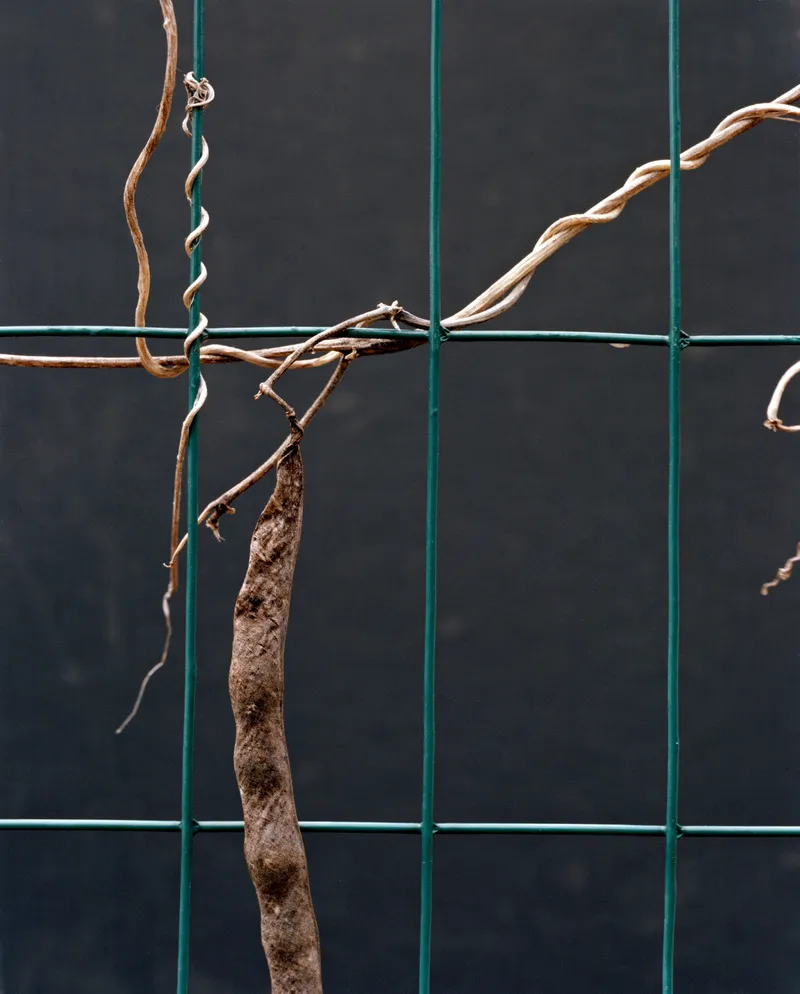 Garden Traub 01 — a photograph by Willard Traub.