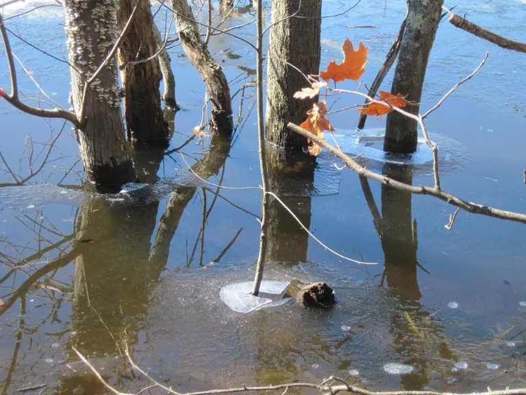 Heard Pond #1 — a photograph by Willard Traub.