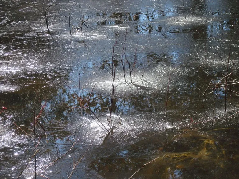 Heard Pond #2 — a photograph by Willard Traub.