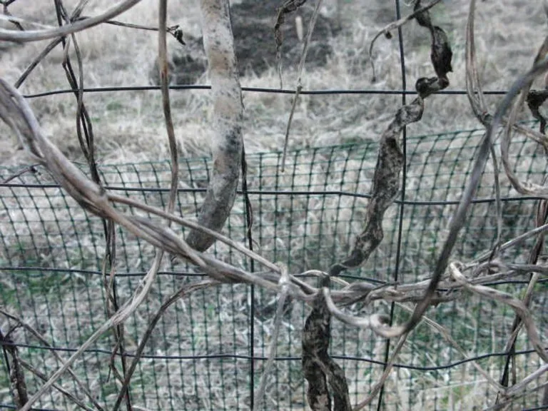 IMG-2305 — a photograph by Willard Traub.