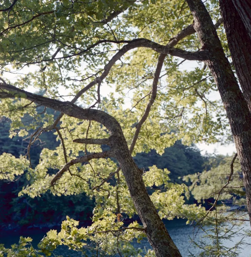 Indian Point Road #1 — a photograph by Willard Traub.