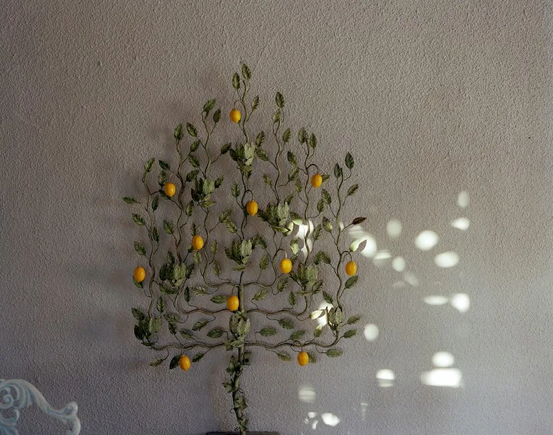 Lemon Tree #2 — a photograph by Willard Traub.