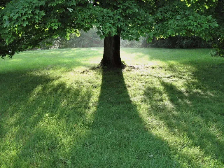 May Afternoon — a photograph by Willard Traub.