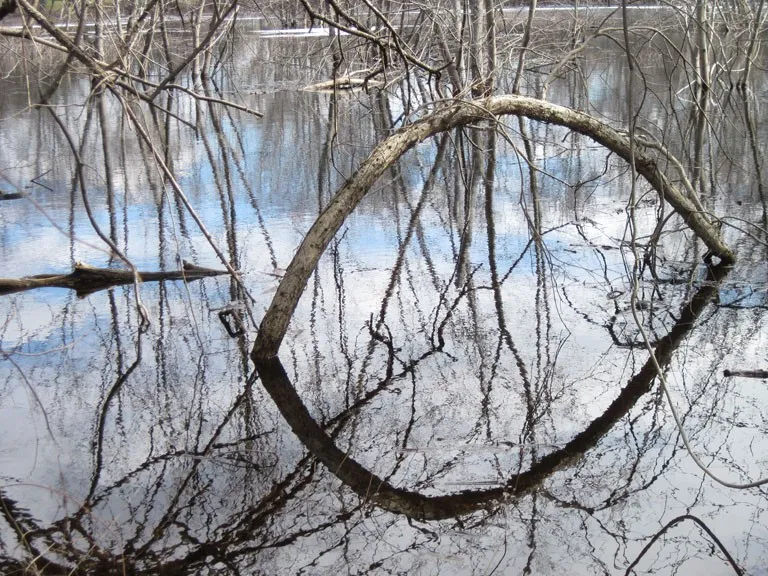Pelham Island Flood — a photograph by Willard Traub.
