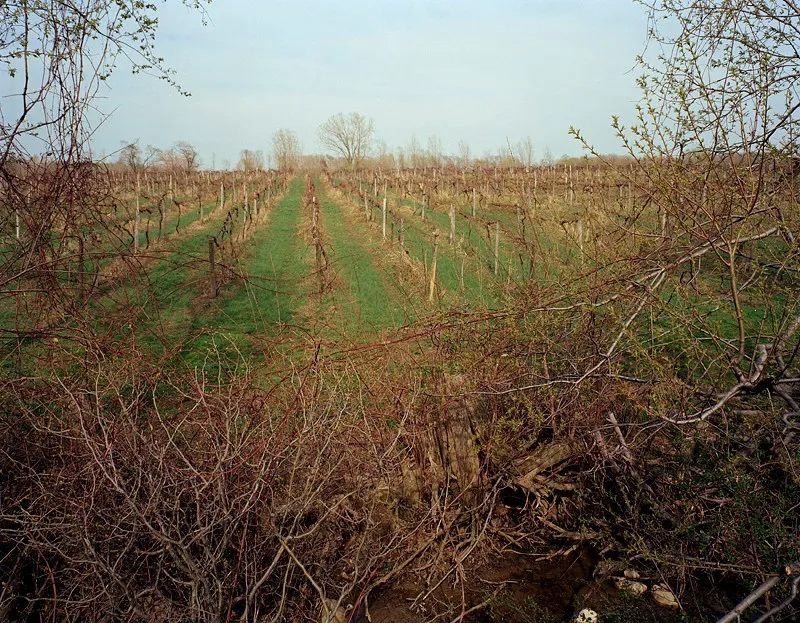 Ripley #2 — a photograph by Willard Traub.