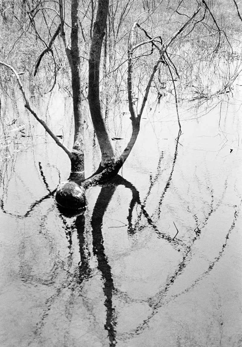 Spring Flood #27 — a photograph by Willard Traub.