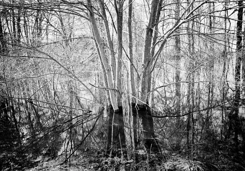 Spring Flood #31 — a photograph by Willard Traub.
