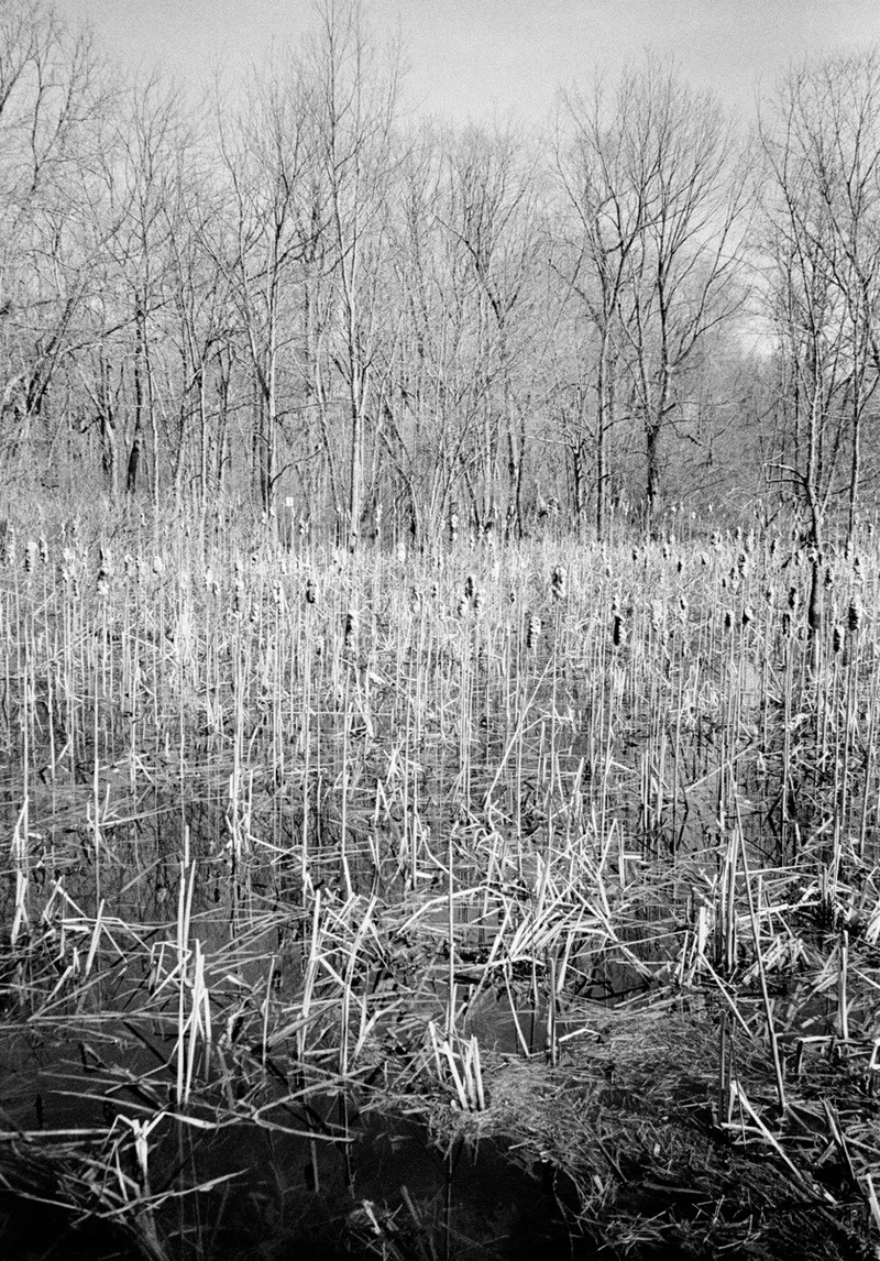 Spring Flood #35 — a photograph by Willard Traub.