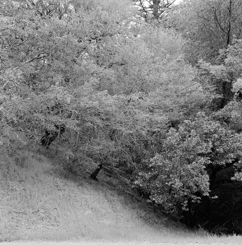 Tamalpais Grove — a photograph by Willard Traub.