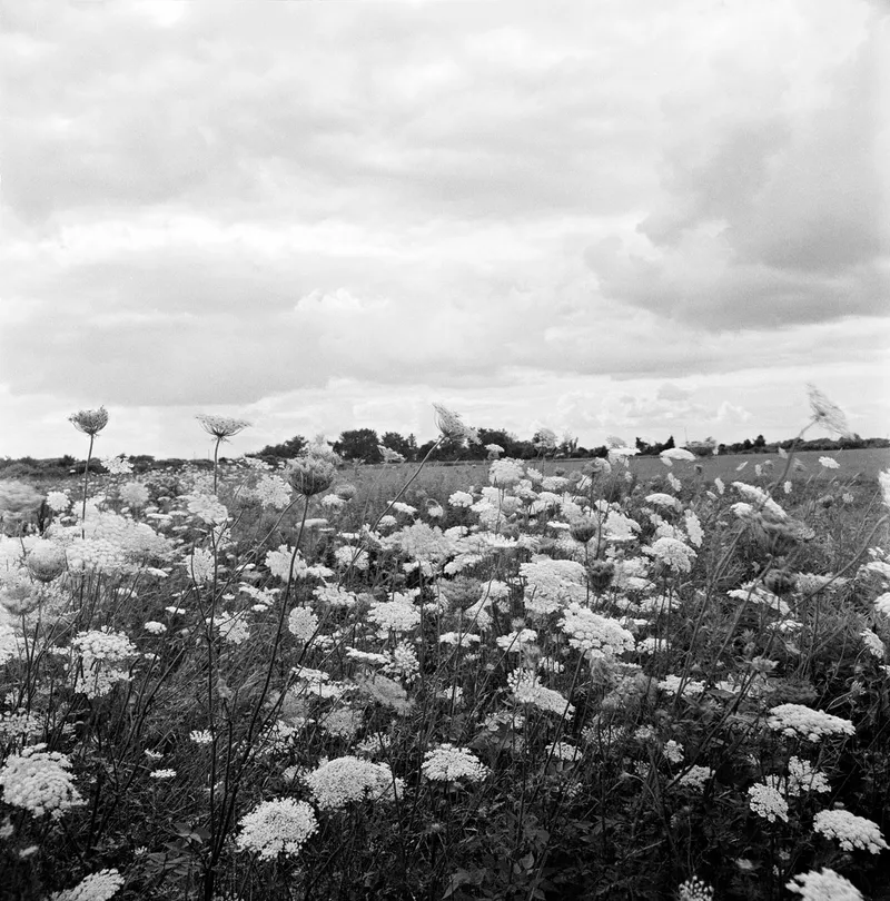 Walk to the Sea Rhode Island — a photograph by Willard Traub.